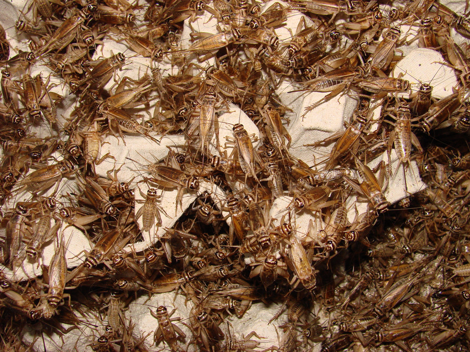 świerszcz domowy (Acheta domestica) imago i subimago